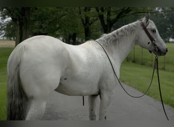Appaloosa, Wałach, 5 lat, 152 cm, Siwa