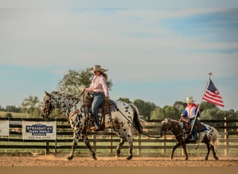 Appaloosa, Wałach, 5 lat, 152 cm