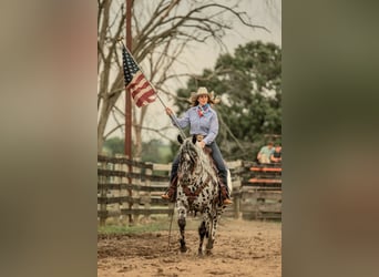 Appaloosa, Wałach, 5 lat, 152 cm