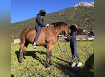 Appaloosa Mix, Wałach, 5 lat, 154 cm, Gniada