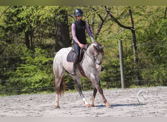 Appaloosa Mix, Wałach, 5 lat, 157 cm, Karodereszowata