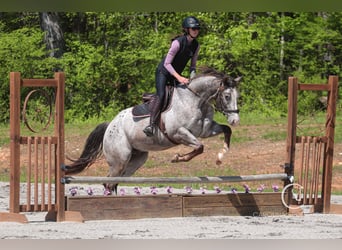 Appaloosa Mix, Wałach, 5 lat, 157 cm, Karodereszowata