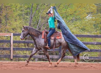 Appaloosa Mix, Wałach, 5 lat, 157 cm, Karodereszowata