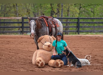 Appaloosa Mix, Wałach, 5 lat, 157 cm, Karodereszowata