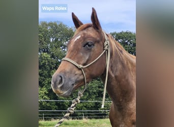 Appaloosa, Wałach, 5 lat, 160 cm, Ciemnokasztanowata