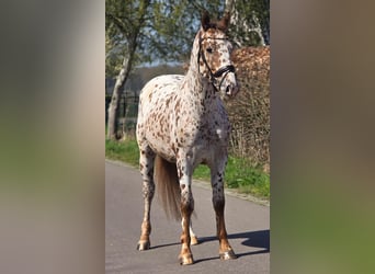 Appaloosa, Wałach, 5 lat, 164 cm, Tarantowata