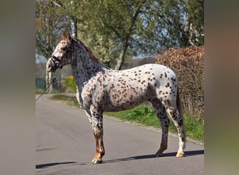 Appaloosa, Wałach, 5 lat, 164 cm, Tarantowata