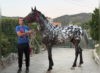 Appaloosa, Wałach, 5 lat, Tarantowata