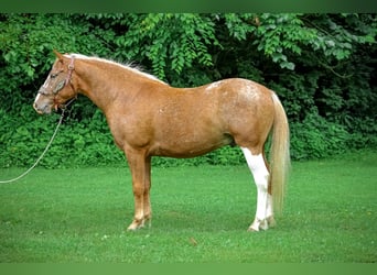 Appaloosa, Wałach, 6 lat, 145 cm, Izabelowata