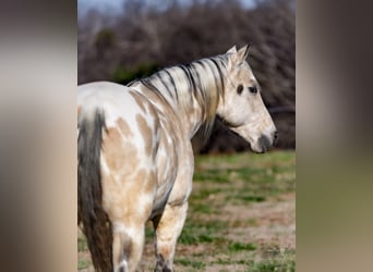 Appaloosa, Wałach, 6 lat, 150 cm, Jelenia