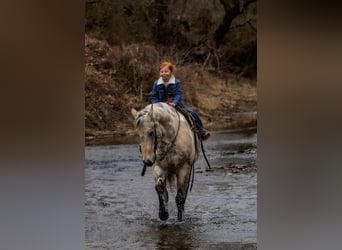Appaloosa, Wałach, 6 lat, 150 cm, Jelenia