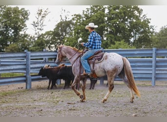 Appaloosa, Wałach, 6 lat, 152 cm