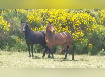 Appaloosa Mix, Wałach, 6 lat, 155 cm, Gniada