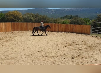 Appaloosa Mix, Wałach, 6 lat, 155 cm, Gniada