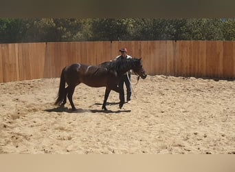 Appaloosa Mix, Wałach, 6 lat, 155 cm, Gniada