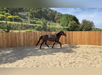 Appaloosa Mix, Wałach, 6 lat, 155 cm, Gniada