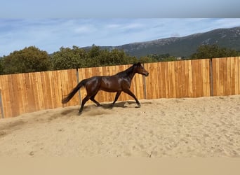 Appaloosa Mix, Wałach, 6 lat, 155 cm, Gniada