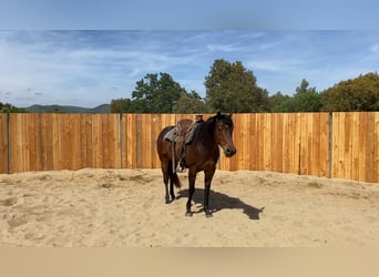 Appaloosa Mix, Wałach, 6 lat, 155 cm, Gniada