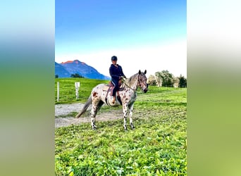 Appaloosa, Wałach, 6 lat, 163 cm, Tarantowata