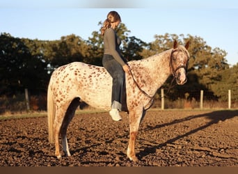 Appaloosa, Wałach, 6 lat, Ciemnokasztanowata