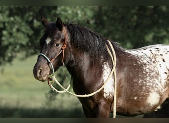 Appaloosa, Wałach, 7 lat, 112 cm
