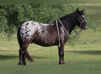 Appaloosa, Wałach, 7 lat, 112 cm