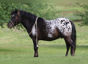 Appaloosa, Wałach, 7 lat, 112 cm