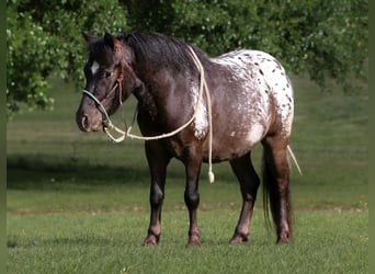 Appaloosa, Wałach, 7 lat, 112 cm