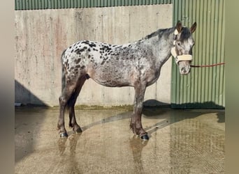 Appaloosa Mix, Wałach, 7 lat, 149 cm, Tarantowata