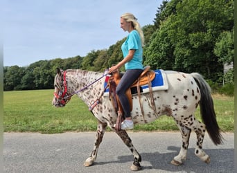 Appaloosa Mix, Wałach, 7 lat, 150 cm, Tarantowata