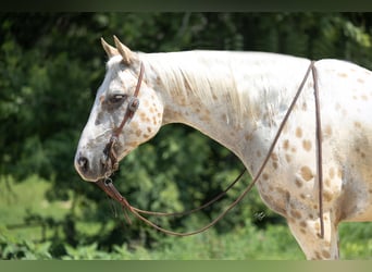 Appaloosa, Wałach, 7 lat, 152 cm, Izabelowata