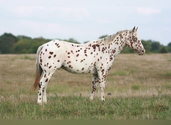 Appaloosa, Wałach, 7 lat, 152 cm