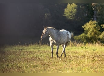 Appaloosa, Wałach, 7 lat, 153 cm, Tarantowata