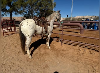 Appaloosa, Wałach, 7 lat, 155 cm, Ciemnokasztanowata