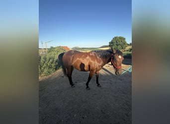 Appaloosa, Wałach, 7 lat, 156 cm, Gniada