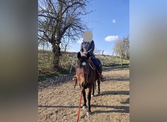 Appaloosa, Wałach, 7 lat, 156 cm, Gniada