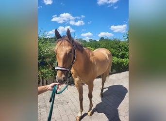 Appaloosa, Wałach, 7 lat, 160 cm, Bułana