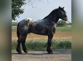 Appaloosa Mix, Wałach, 7 lat, 160 cm, Kara