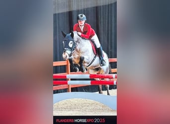 Appaloosa, Wałach, 8 lat, 143 cm, Tarantowata