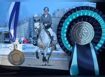 Appaloosa, Wałach, 8 lat, 143 cm, Tarantowata