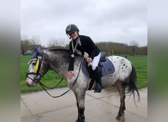 Appaloosa, Wałach, 8 lat, 143 cm, Tarantowata