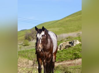 Appaloosa, Wałach, 8 lat, 147 cm, Gniada