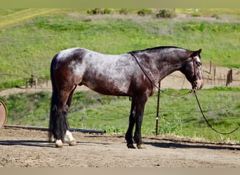 Appaloosa, Wałach, 8 lat, 147 cm, Gniada