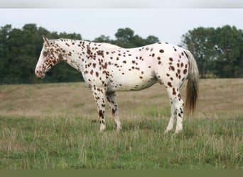 Appaloosa, Wałach, 8 lat, 152 cm
