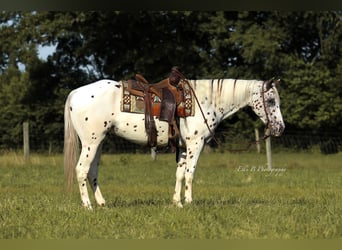 Appaloosa, Wałach, 8 lat, 152 cm