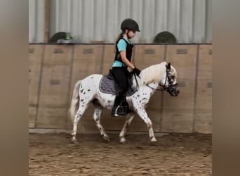 Appaloosa, Wałach, 8 lat, 98 cm, Tarantowata