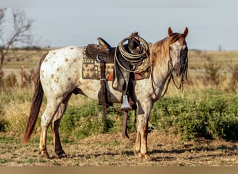 Appaloosa, Wałach, 8 lat, Kasztanowatodereszowata