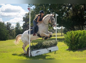 Appaloosa, Wałach, 9 lat, 155 cm, Izabelowata