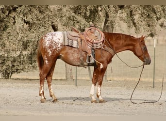 Appaloosa, Wałach, 9 lat, Cisawa