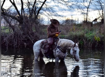 Appaloosa, Wałach, 10 lat, 152 cm, Cisawa